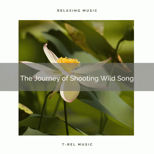 Soothing Recharge of Perfect Earth Noises pt. 1