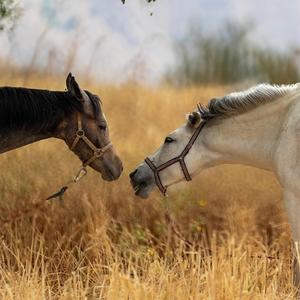 เพื่อนแท้