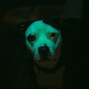 dime si me quieres o no