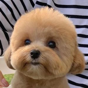 家乡那棵红枣树