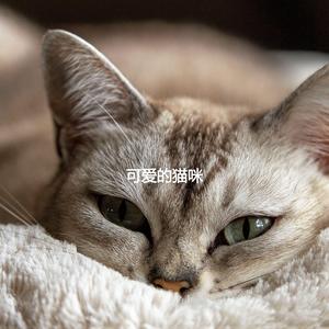 Delightful Ambience for Soothing Cat