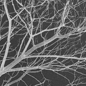 all of my tears, all of my hope