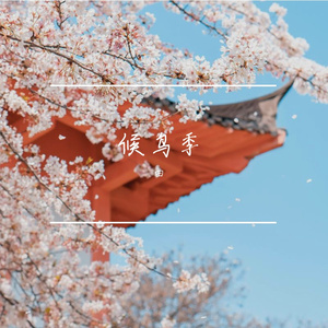 候鸟季