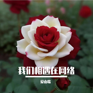 我们相遇在网络