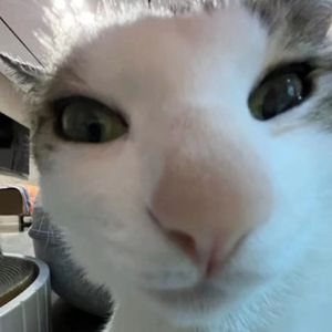 [FREE]''BigWalkCat''APMOZART X 艾志恒Asen Type Beat