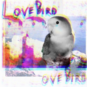 Lovebird