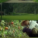 黄沙滚 - 小燕欢乐飞 专辑封面