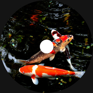 Carp