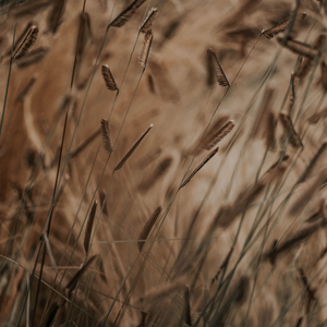 Un Amanecer Inocente