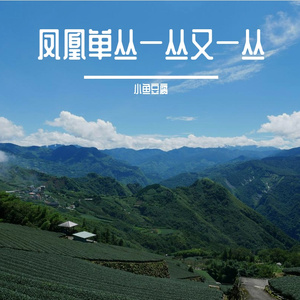 凤凰单丛一丛又一丛