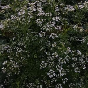 Kaldiyana ayrelix payti