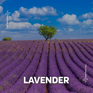Lavander