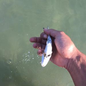 I love you tybg (feat. SouthCartel)