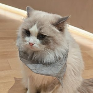 第八集定律（翻自 LASER）