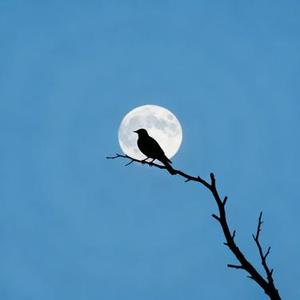 孤鸟夜啼