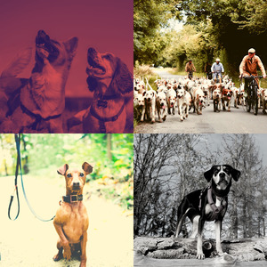 温和孤独的狗梦想