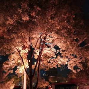 当 一 个 天 蝎 座 离 开 你