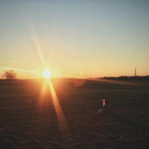 爱籽花（翻自 张钰）