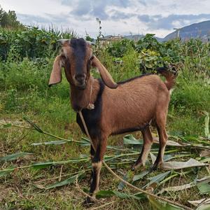 《我想养一只小羊》词曲唱赵鑫