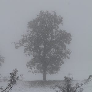 დიდი შავი ღრუბელი (ჩაიდანი ადუღდა)