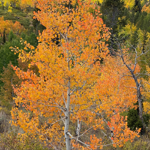 Full Day of Sunshine