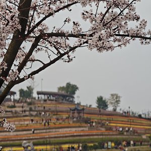 昙花邂逅雪色新章