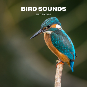 Bird Sounds