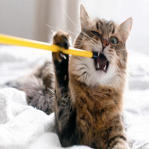 High On Catnip