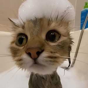 CHIPI CHIPI CHAPA CHAPA - Hardstyle