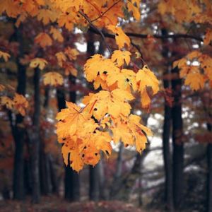 长白山雪景（阅读轻音乐）