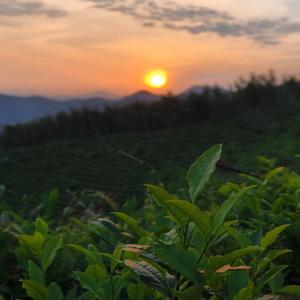 这场雨或许不打伞更烂漫