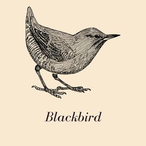 Blackbird