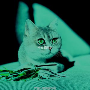 抚慰的可爱猫咪回忆