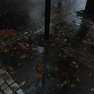 Fallen Leaves