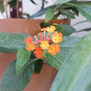 FLORECER (2023 Versión remasterizada)