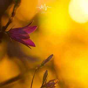 九州缥缈 (Koto乐曲)