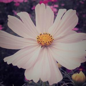 カワウソの遊び