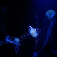 深情败给时间 (DJ版)