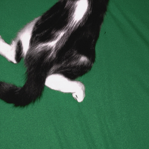 Ölürken Omuz Üstünde, Yaşarken Ayak Altında