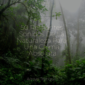 Tormenta De Nieve Y Ráfagas Rugientes