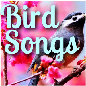 Beautiful Bird Songs