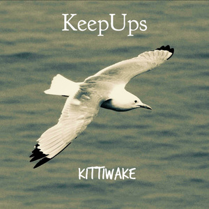 Kittiwake