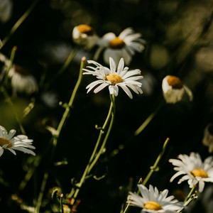 ยินดีขโมยทั้งวงออเคสตร้ามาให้เธอ