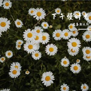 棉质的下午 伴奏