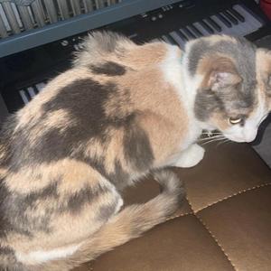 FAMILY (feat. WEV & RR)