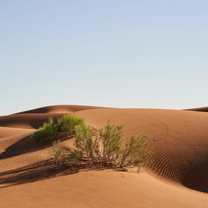 大农场是我的家乡