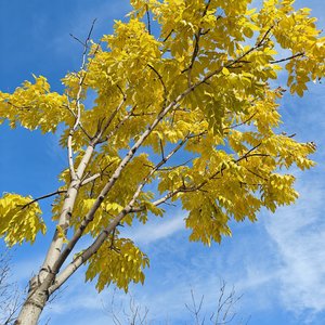 颂歌里百年闪耀