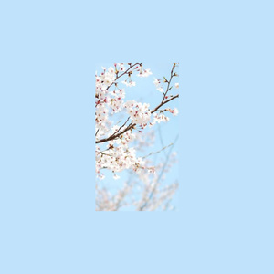 florescendo