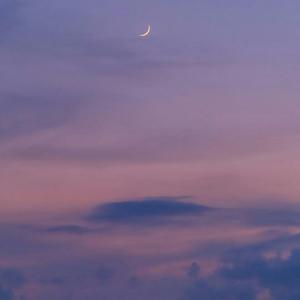 梨花树下的鱼池边有几只狸花猫