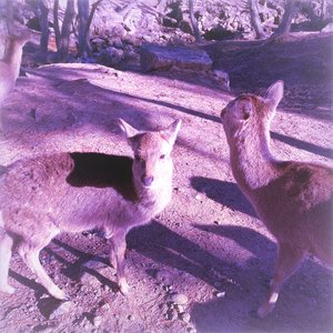 最後のダンス Last Dance